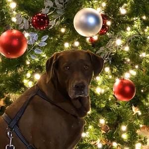 Meet your Posher, Joey